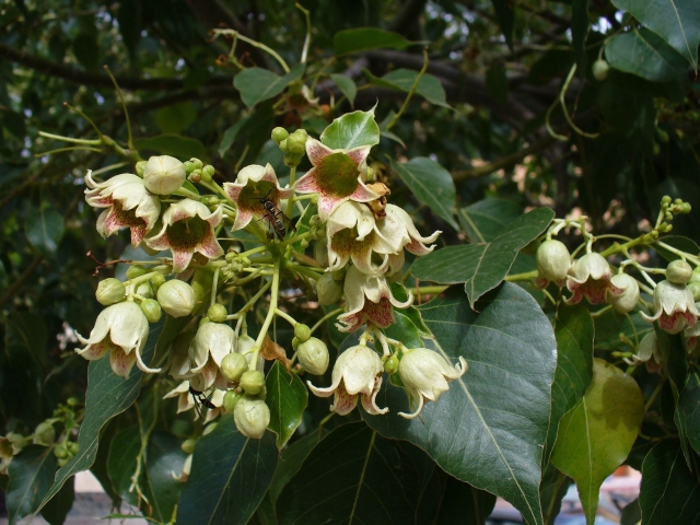 Argentina: Brachychiton populneus (Malvaceae)